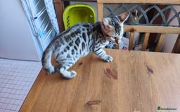 Bengal cats for sale: 1no. Female Bengal Kitten - Image 7