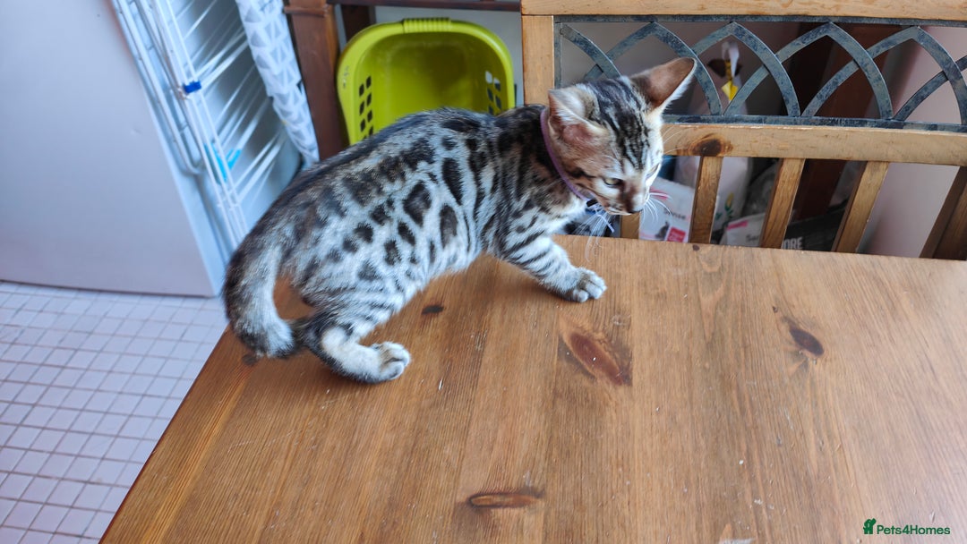 Bengal cats for sale: 1no. Female Bengal Kitten - Image 7