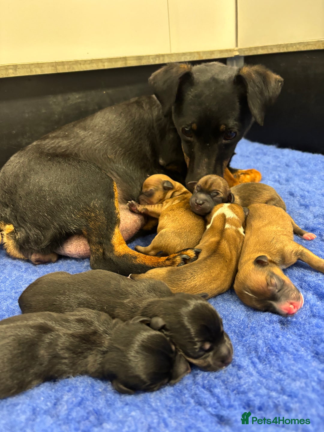 Jack Russell dogs for sale: Miniature Jack Russell’s  - Advert 6