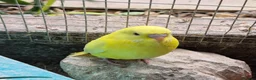 Budgerigars birds for sale: Baby budgies - Advert 3
