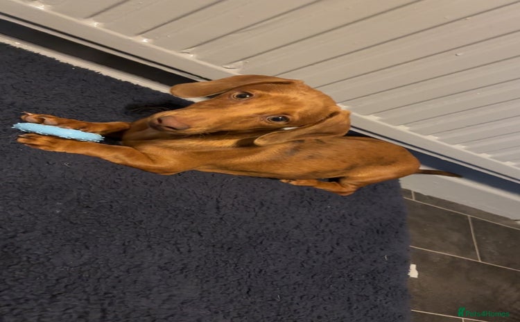 Dachshund dogs - Advert 2