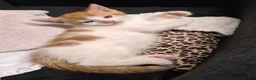 Mixed Breed cats for sale: Ready to Leave - 3x Beautiful Mixed Breed Kittens  in Northampton - Advert 9