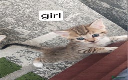 Mixed Breed cats for sale: Kittens for sale - Image 19