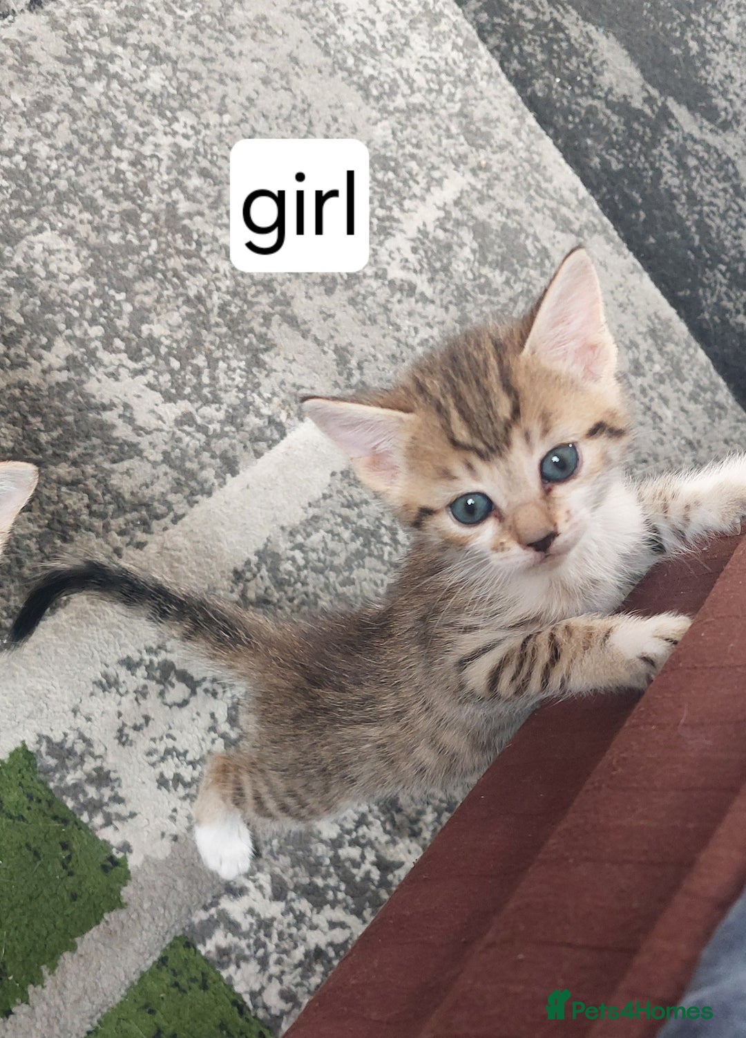 Mixed Breed cats for sale: Kittens for sale - Image 19