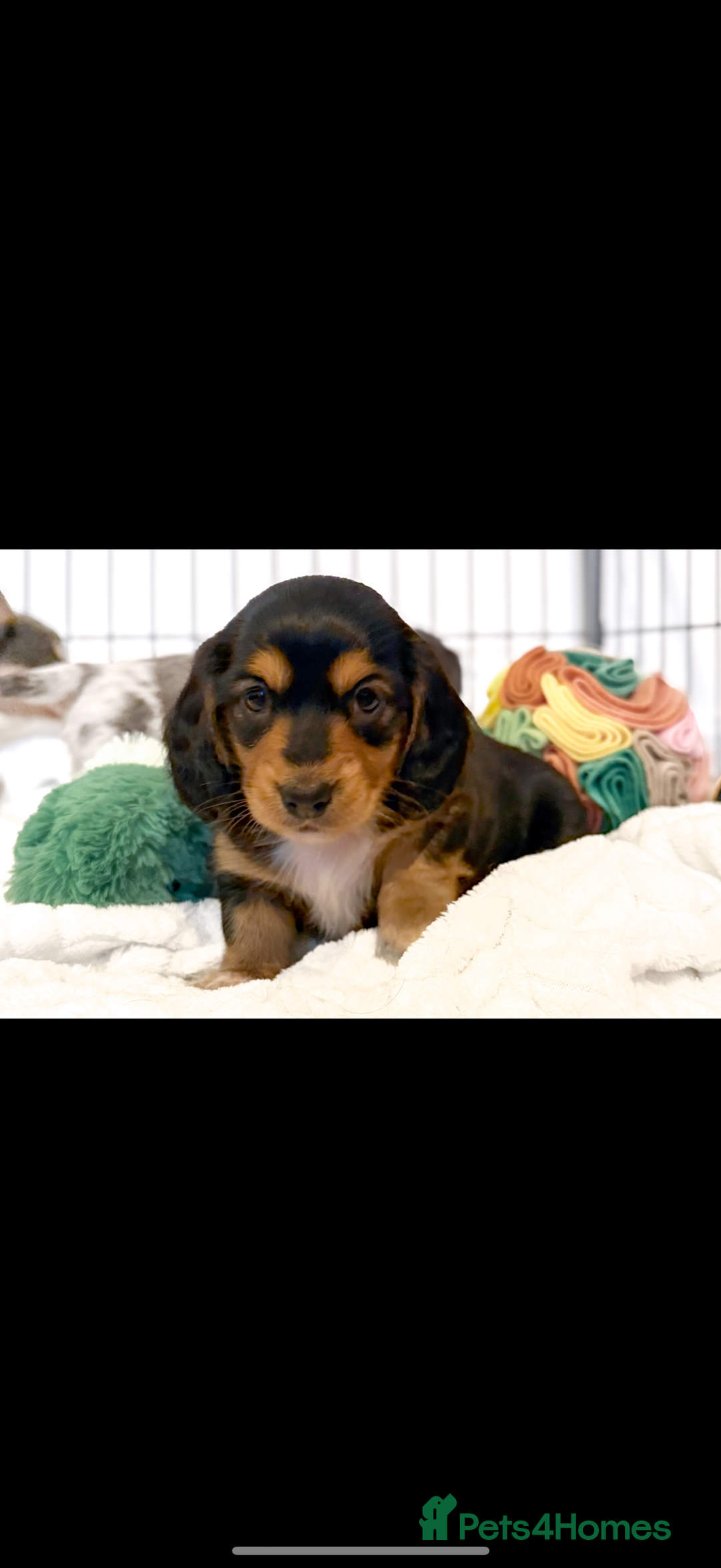 Miniature Dachshund dogs for sale: Miniature Dachshund - only Males available  - Advert 3