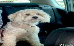 Cavapoo dogs for sale: VERY GENTLE F1b CAVAPOO~ LOVING HOME REQUIRED  - Image 5