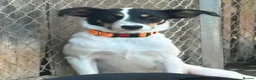 Mixed Breed dogs for adoption: Juny - Norwich Norfolk  in Norwich - Advert 6