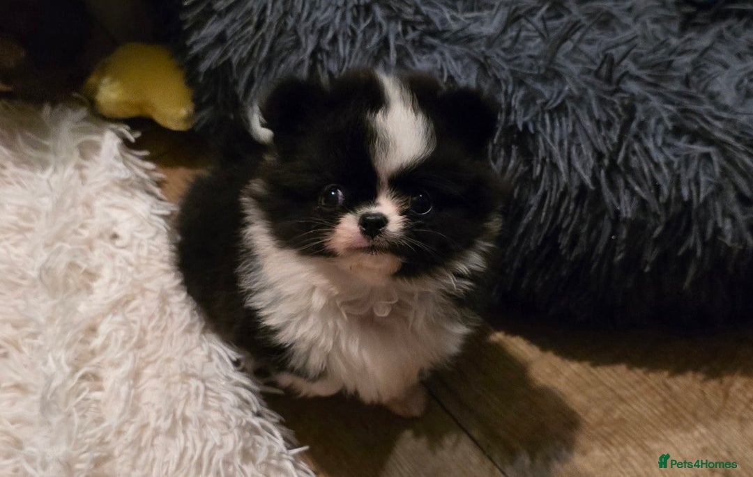 Pomchi dogs for sale: Xx Gorgeous pomchi puppies Xx - Advert 10