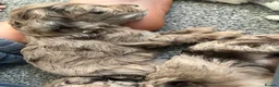 Cockapoo dogs for sale: Stunning cockapoos✨ with unique range of colours  - Advert 3