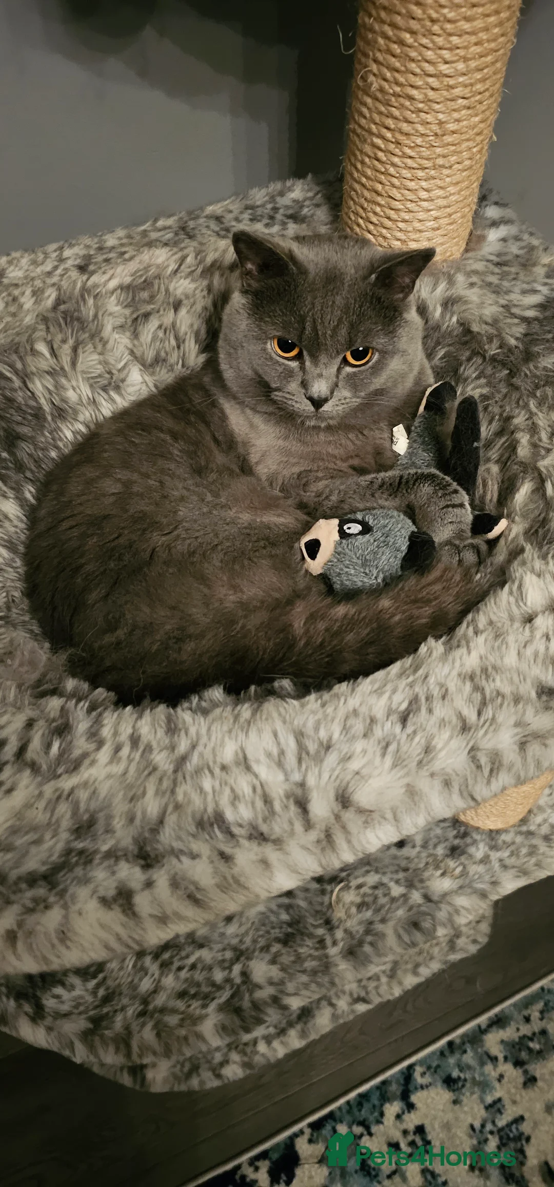 British Shorthair cats for stud: Cute BSH Stud CCTV in Bradford - Advert 2