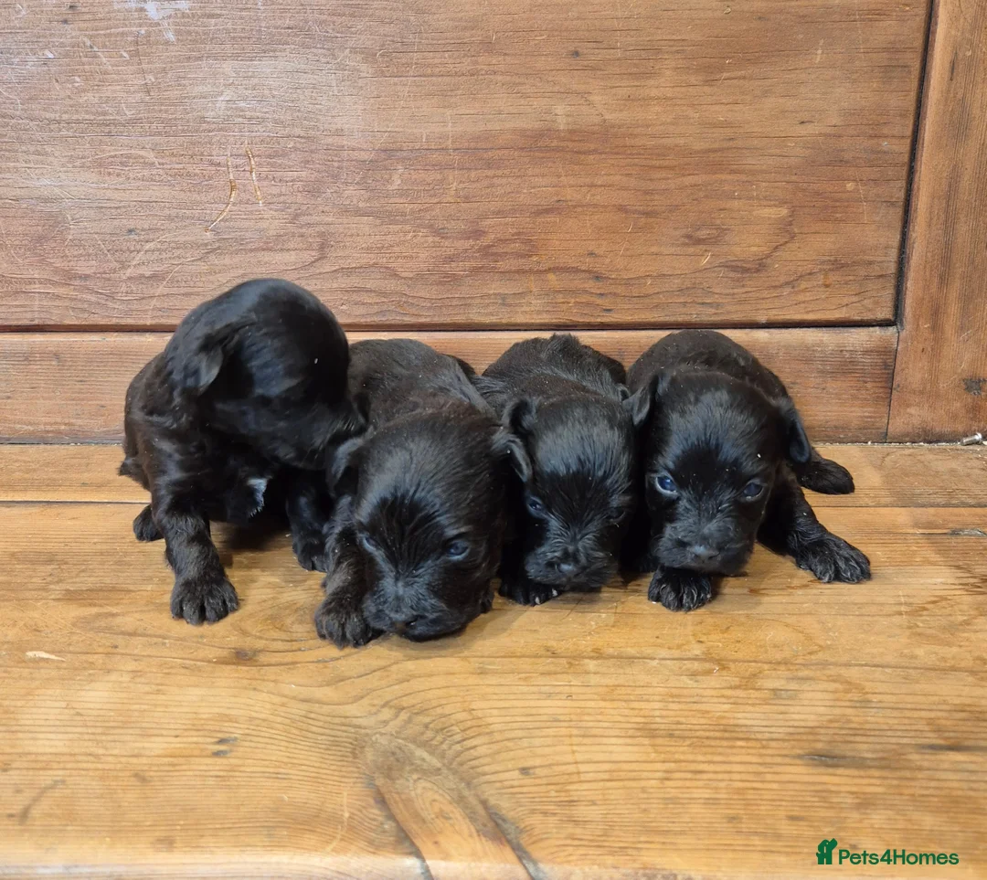 Yorkiepoo dogs for sale: Male and Female Toy Yorkiepoo Puppies  - Advert 2
