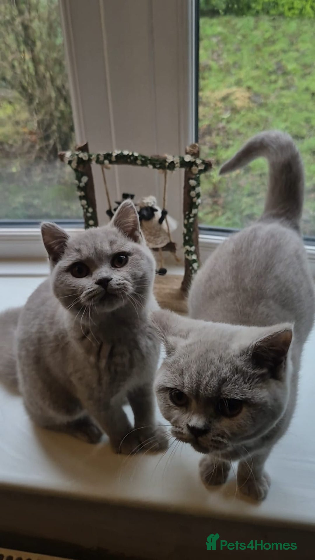 British Shorthair cats for sale: Bsh babies*ready to leave* - Advert 1