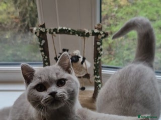 British Shorthair cats Bsh babies*ready to leave* - Advert 1