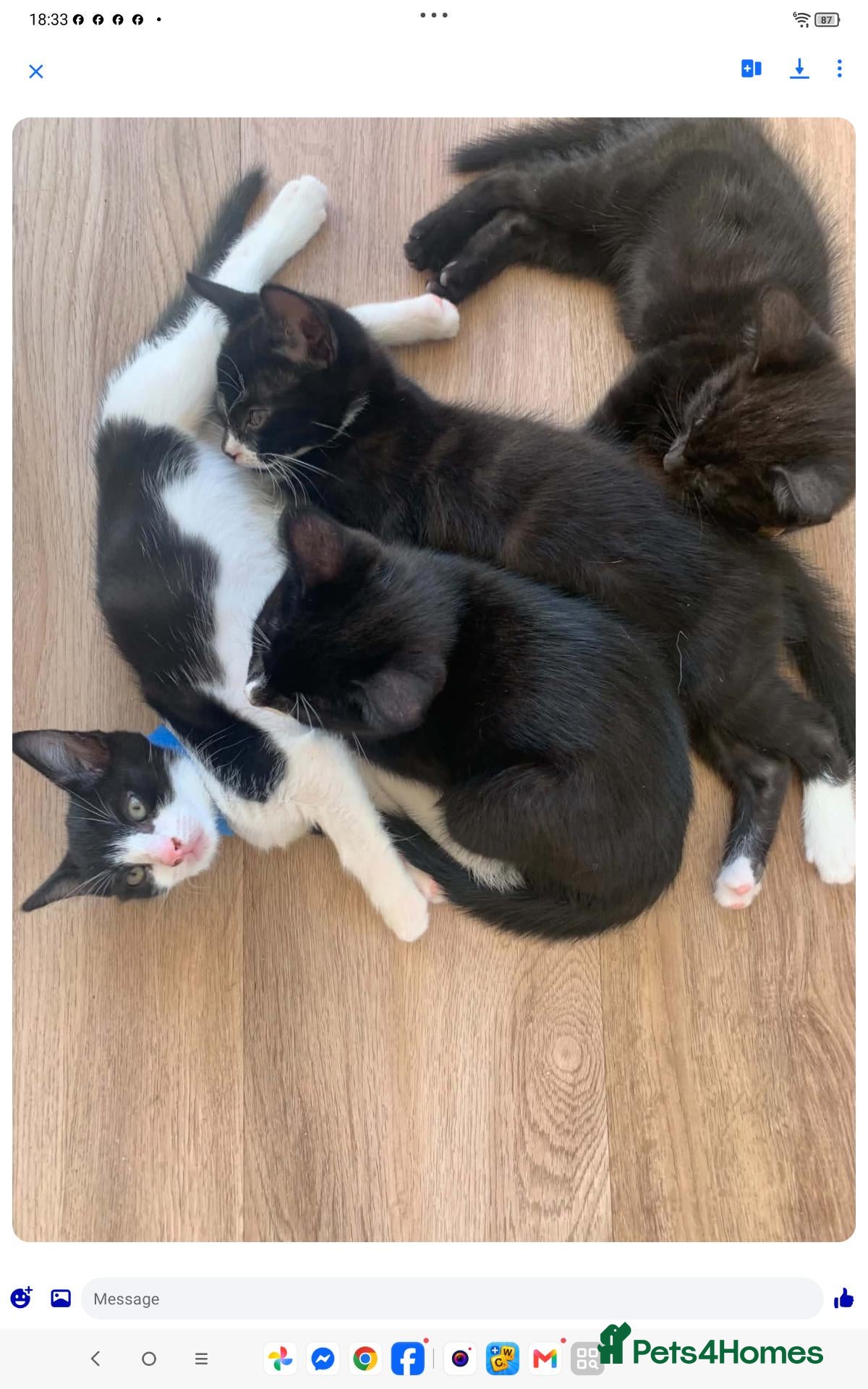 Mixed Breed cats House kittens  - Advert 2