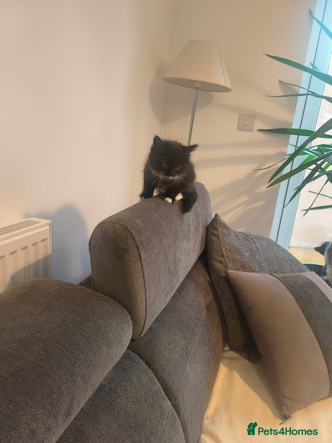 Domestic Shorthair cats for sale: Domestic short hair and long hair - Advert 5