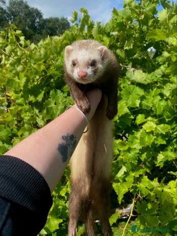 Ferret rodents - Advert 11