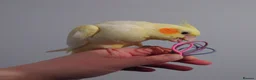 Cockatiels birds for sale: Hand reread silly tame DNA sexed baby cockatiels  - Advert 31
