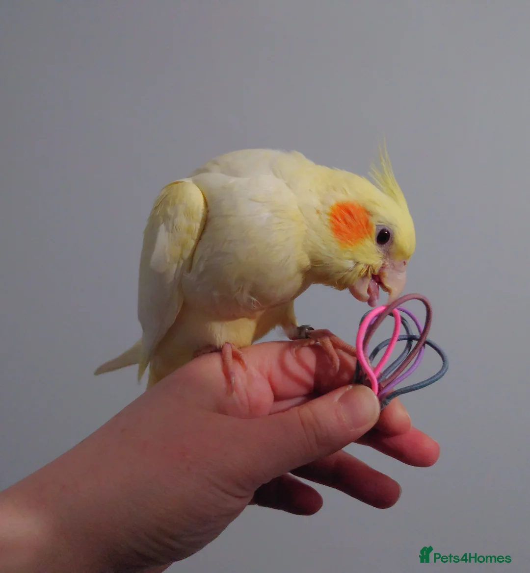 Cockatiels birds for sale: Hand reread silly tame DNA sexed baby cockatiels  - Advert 31