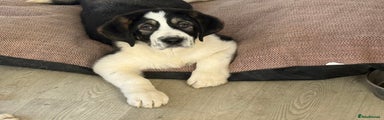 Mixed Breed Puppy 1
