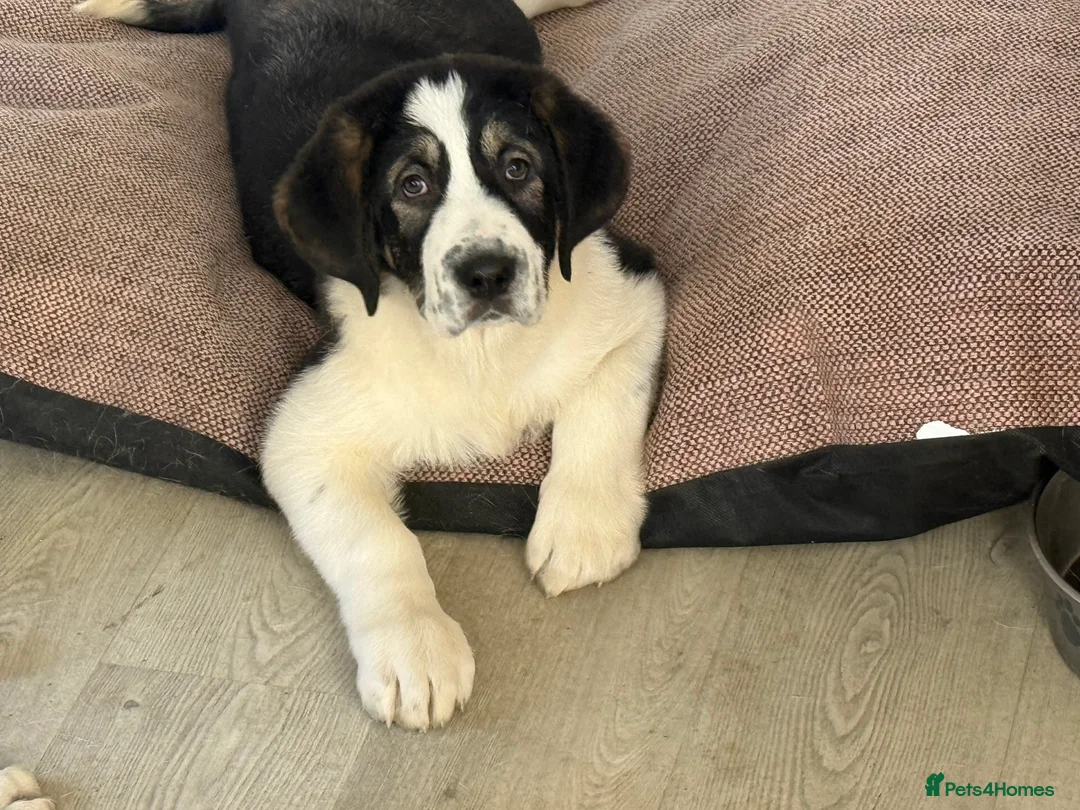 Mixed Breed dogs for sale: Alibi x Caucasian Shepherd pups - Advert 2