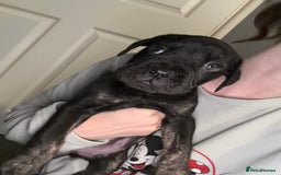 Mixed Breed dogs for sale: Reduced 1 boy left  £600       cane corso cross  - Image 1