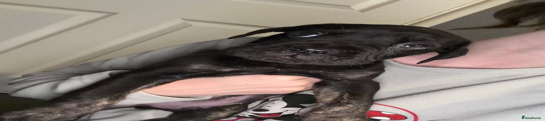 Black and brown boy mixed breed 