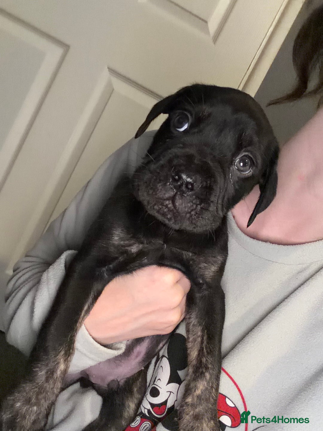 Mixed Breed dogs for sale: Reduced 1 boy left  £600       cane corso cross  - Image 1