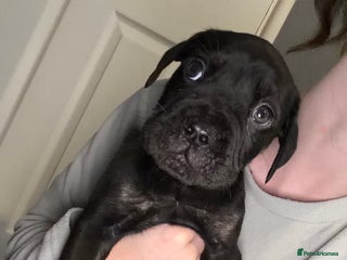 Mixed Breed dogs - Advert 20