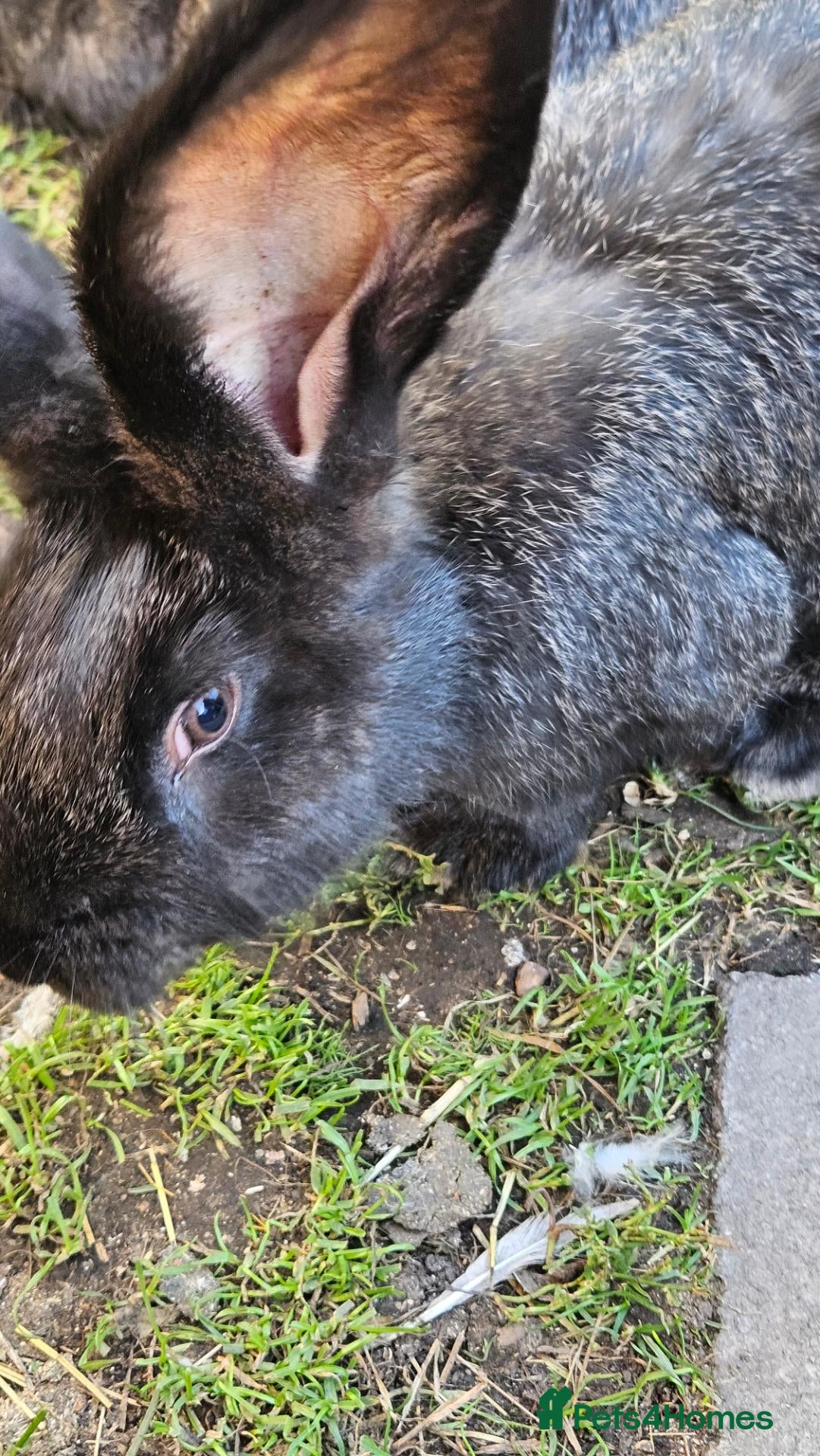 Continental Giant rabbits Giant bloodline - Advert 9