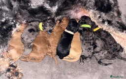 Cockapoo dogs for sale: F1bb mini cockapoo puppies  - Image 18