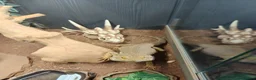 Bearded Dragon reptiles for sale: Bearded dragon for sale - Advert 9