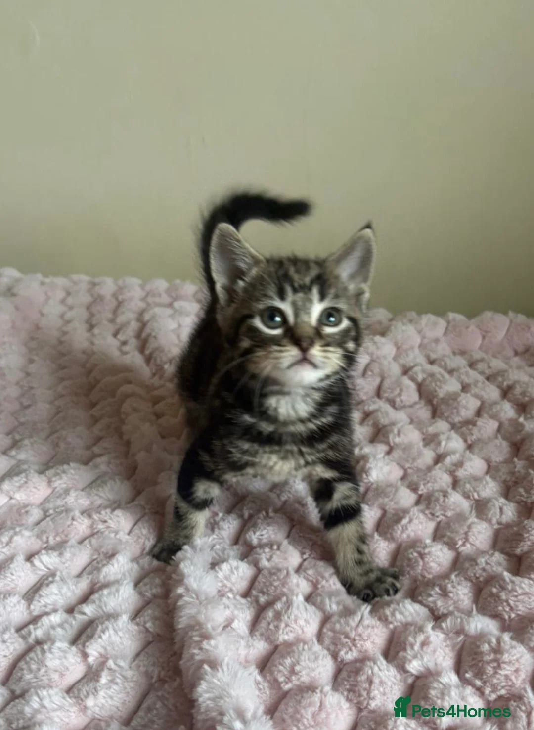 Mixed Breed cats for sale: Maine Coon Cross Kittens  - Advert 1