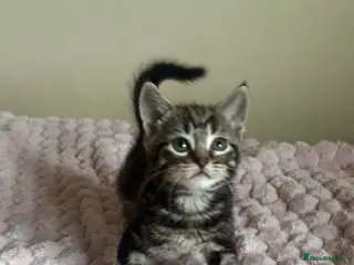 Mixed Breed cats Maine Coon Cross Kittens - Advert 1