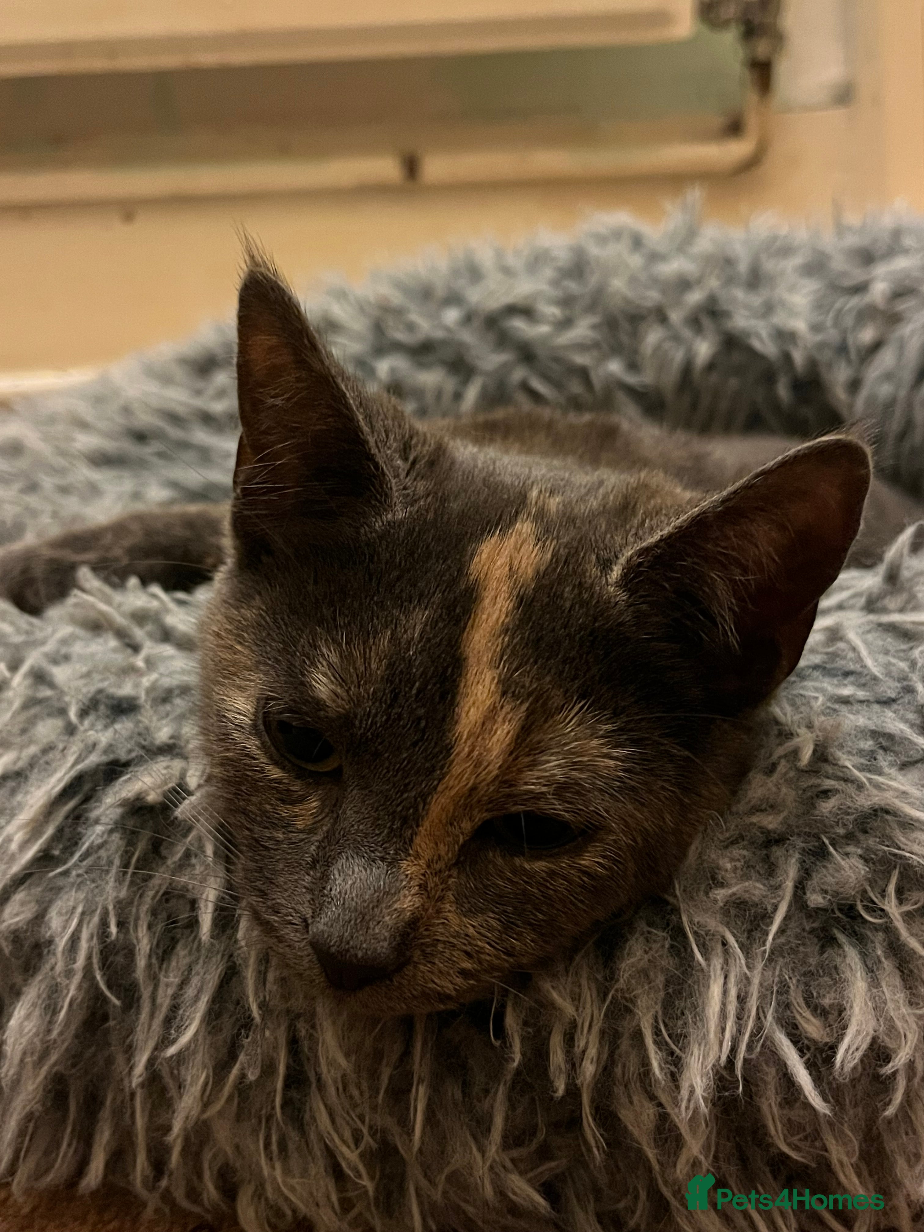 Domestic Shorthair cats Beautiful 18 week Old kittys  - Advert 5