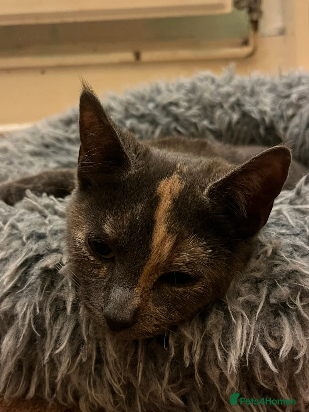 Domestic Shorthair cats for sale: Beautiful 18 week Old kittys  - Advert 1