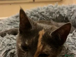 Domestic Shorthair cats Beautiful 18 week Old kittys - Advert 16