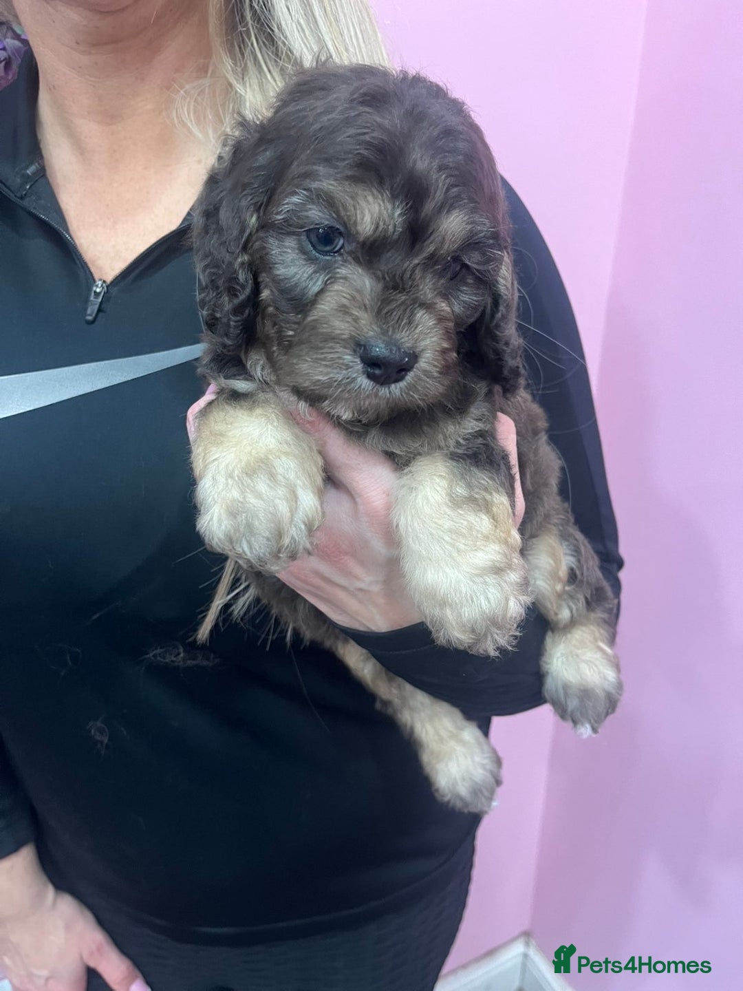 Cavapoo dogs for sale: Cavapoos f1 boys and girls  - Advert 6