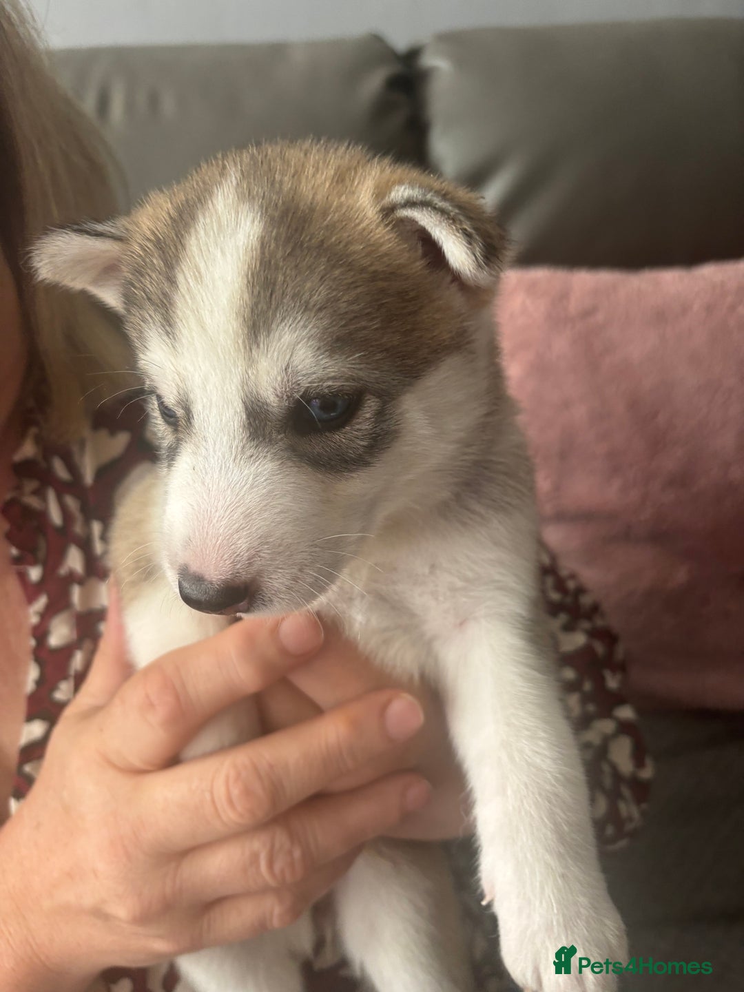 Siberian Husky dogs for sale: Siberian huskies  for sale  - Image 34