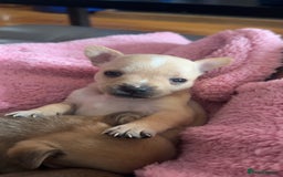 Mixed Breed dogs for sale: puppies  - Image 4