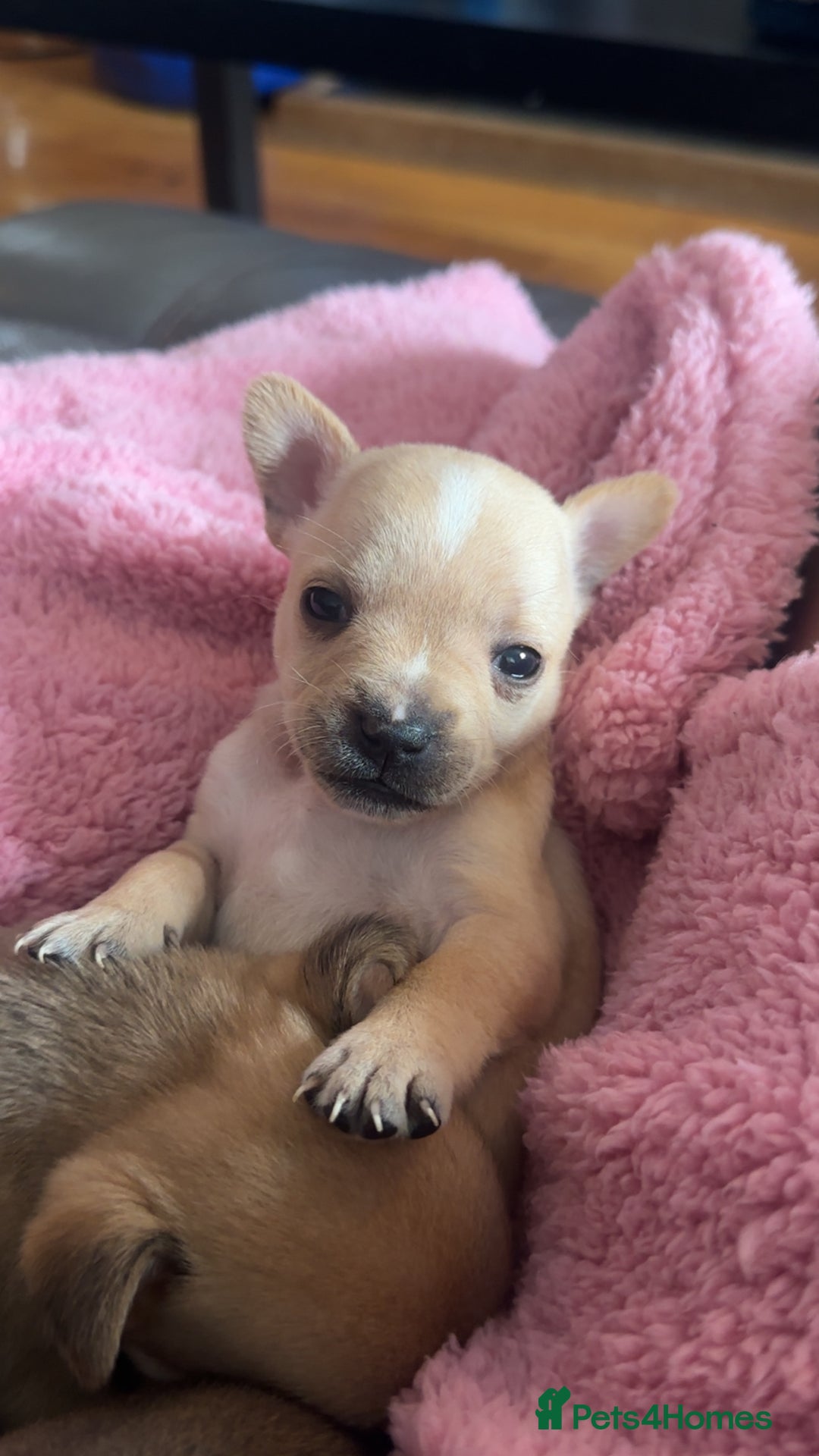 Mixed Breed dogs for sale: puppies  - Image 4