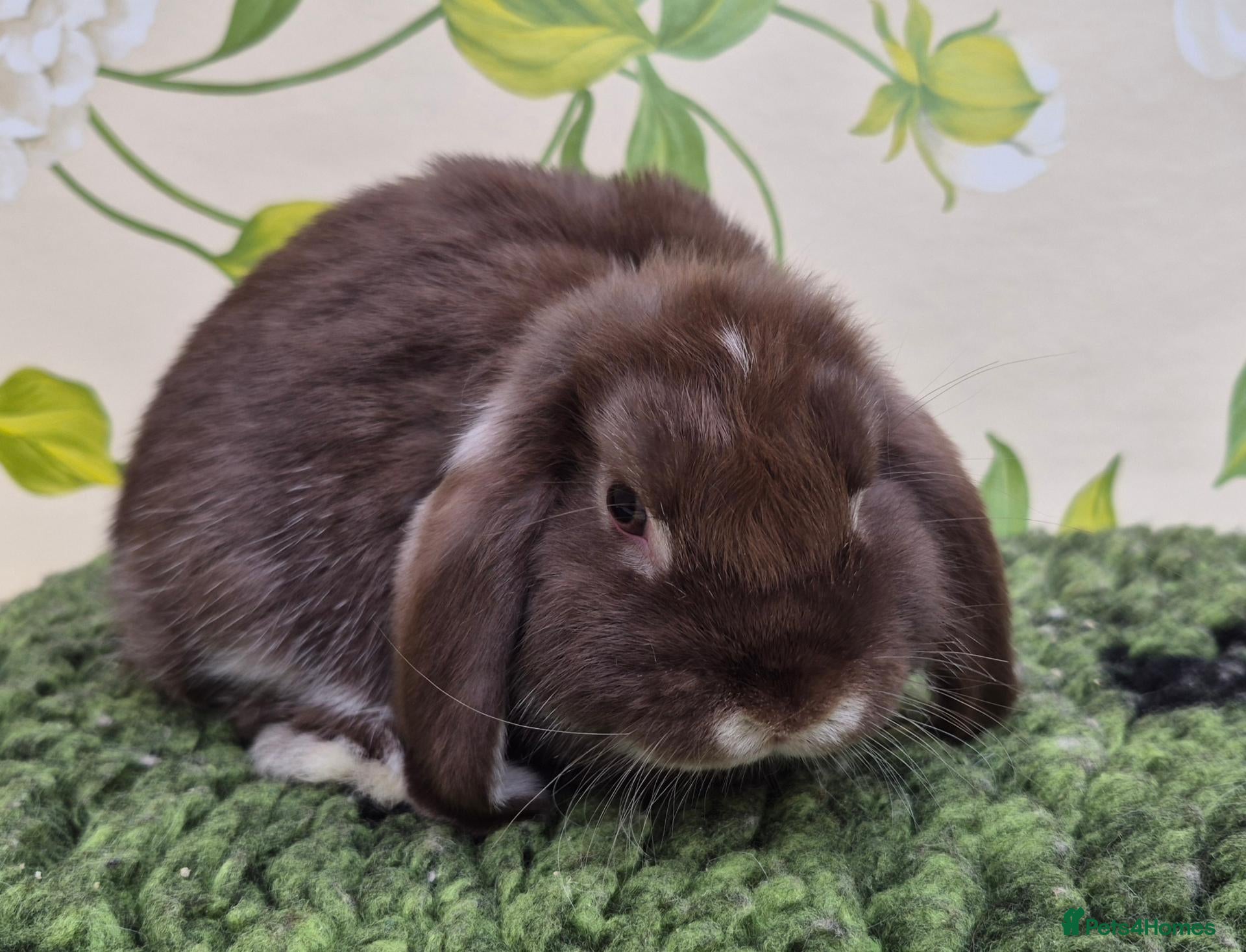 Mini Lop rabbits Friendly handled mini lop boy - Advert 1