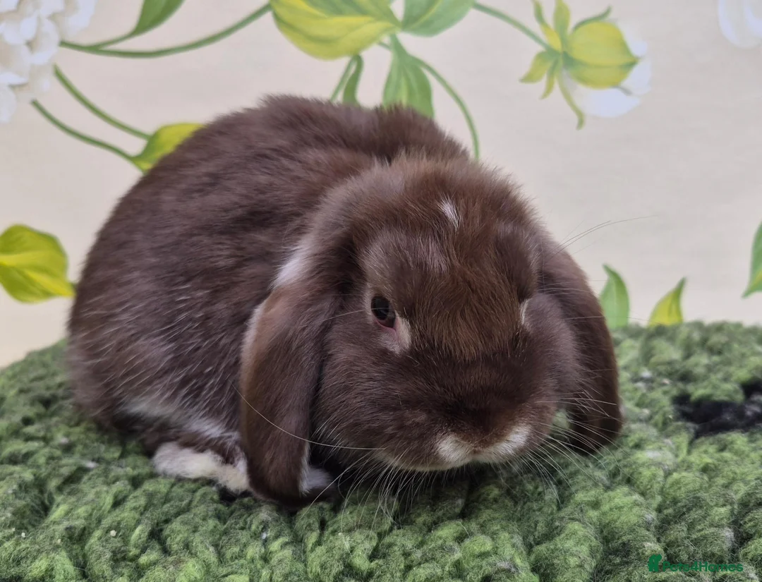 Mini Lop rabbits for sale: Friendly handled mini lop boy - Advert 1