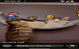 Bengal cats for sale: Male cat - Image 3