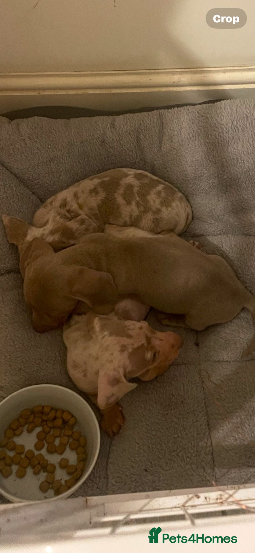 Miniature Dachshund dogs for sale: Miniature boys 3 available  - Advert 3