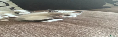 Ragdoll Kitten 5