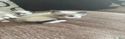 Ragdoll cats for sale: Beautiful 100% ragdoll babies - Advert 11