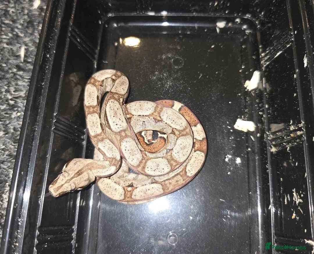Boa Snake reptiles for sale: Baby Common Boa  - Advert 3