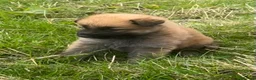 German Shepherd dogs for sale: German shepherd pups - Advert 8