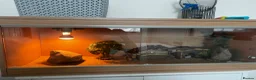 Leopard Gecko reptiles for sale: Leopard gecko and full set up including vivarium. - Advert 6