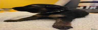 German Shepherd 2